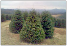 Growing Trees